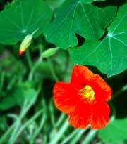 Nasturtium este mare, sau capucin - plante medicinale și ierburi