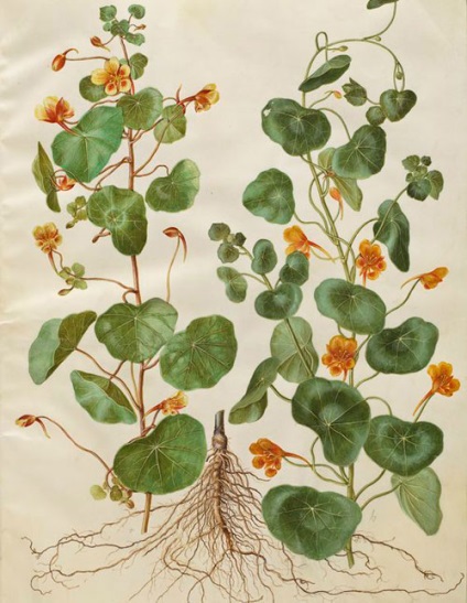 Nasturtium (Capuchin) specii decorative cu fotografii, reguli în creștere
