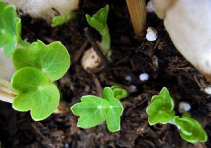 Nasturțiul crescând din semințe în sol deschis când este plantat