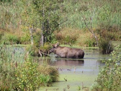 Parcul Național Elk Island, unde