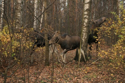 Parcul Național Elk Island, unde