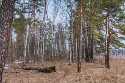 Національний парк Лосиний острів, де знаходиться