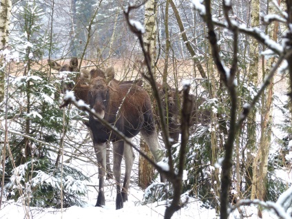 Parcul național Elk Island, Moscova