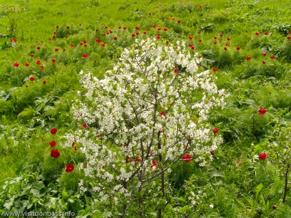 Національний заповідник Хомутовський степ, national reserve khomutovskaya steppe, донбас і