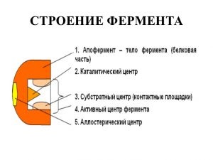 науката за красота