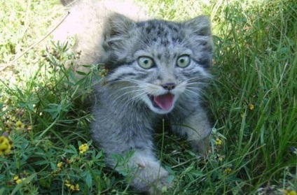 Знайдені фермером в Забайкаллі кошенята виявилися дикими хижаками