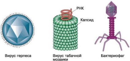 Forma non-celulară a virușilor de viață
