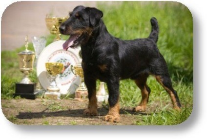 Terrier de vânătoare germană, yagde terrier, club de rasă națională yagd terrier