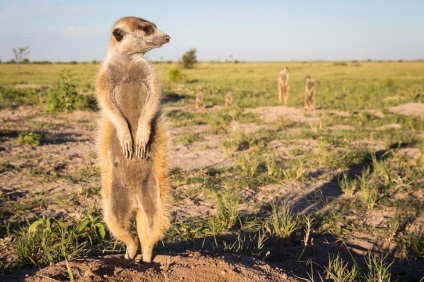 Prietenie neobișnuită între fotograf și meerkats