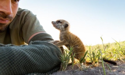 Prietenie neobișnuită între fotograf și meerkats