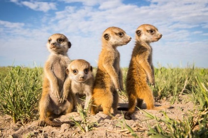 Prietenie neobișnuită între fotograf și meerkats