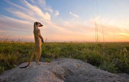 Prietenie neobișnuită între fotograf și meerkats