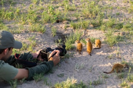 Незвичайна дружба між фотографом і сурікатом