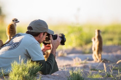 Prietenie neobișnuită între fotograf și meerkats