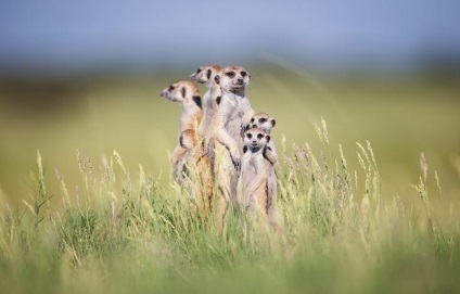 Prietenie neobișnuită între fotograf și meerkats