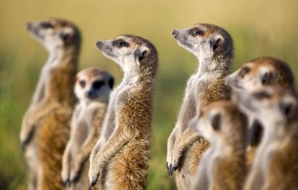 Prietenie neobișnuită între fotograf și meerkats