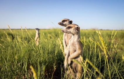 Prietenie neobișnuită între fotograf și meerkats