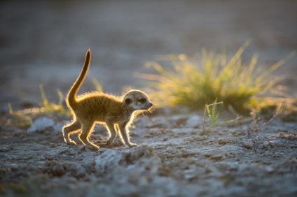 Prietenie neobișnuită între fotograf și meerkats