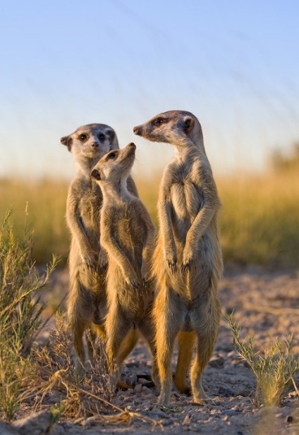 Prietenie neobișnuită între fotograf și meerkats