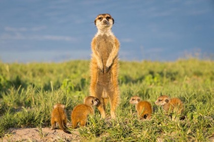 Prietenie neobișnuită între fotograf și meerkats