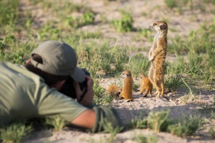 Prietenie neobișnuită între fotograf și meerkats