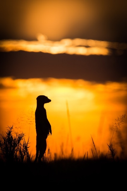 Prietenie neobișnuită între fotograf și meerkats