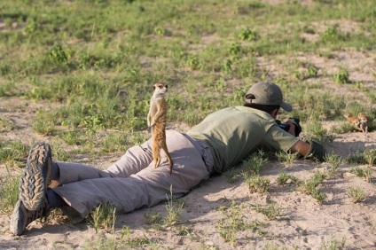 Prietenie neobișnuită între fotograf și meerkats