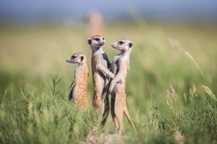 Prietenie neobișnuită între fotograf și meerkats