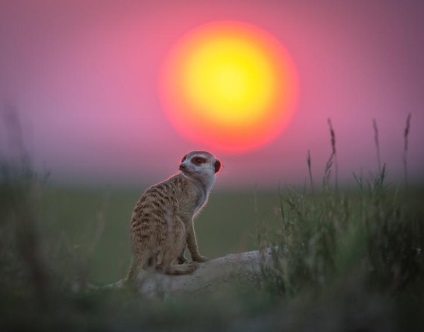 Prietenie neobișnuită între fotograf și meerkats