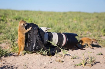 Prietenie neobișnuită între fotograf și meerkats