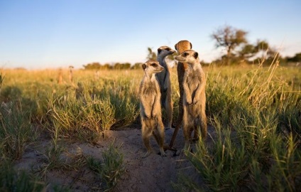 Prietenie neobișnuită între fotograf și meerkats