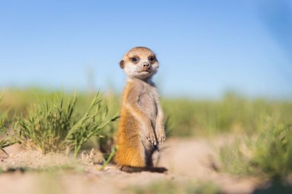 Prietenie neobișnuită între fotograf și meerkats