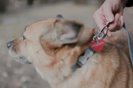 Nem csak egy kutya „Oroszországban, mint egy korcs terapeuta Riley osztja a gyerekek szeretete és az idősek