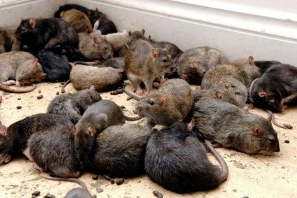 Câteva informații despre șobolani (20 fotografii)