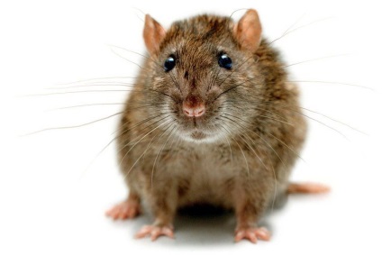 Câteva informații despre șobolani (20 fotografii)