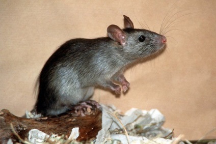 Кілька фактів про щурів (20 фото)