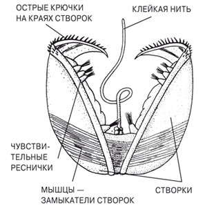 Чи не занадто відомі відомості про тварин - scisne