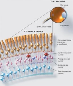 Nou în tratamentul retinei ochiului (degenerare maculară) - celule stem