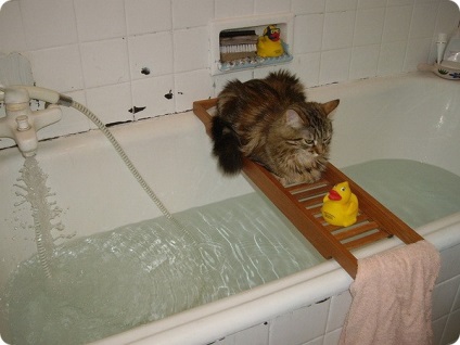 Muszáj, hogy fürödni egy macska