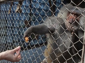 Monkey pepinieră Sukhumi cum să ajungi acolo, prețul vizitei, modul de operare, descrierea