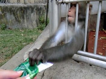 Monkey pepinieră Sukhumi cum să ajungi acolo, prețul vizitei, modul de operare, descrierea