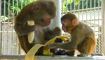 Monkey pepinieră Sukhumi cum să ajungi acolo, prețul vizitei, modul de operare, descrierea