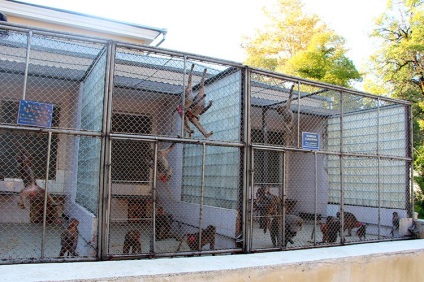 Мавпячий розплідник в Сухумі - чи варто відвідати (відгуки і фото)