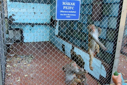 Мавпячий розплідник в Сухумі - чи варто відвідати (відгуки і фото)