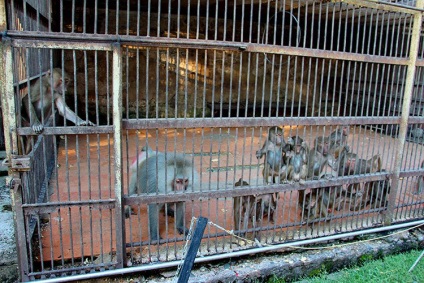 Grădina de maimuță în Sukhum - merită să vizitați (recenzii și fotografii)