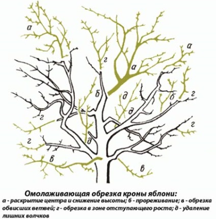 Prelucrarea copacilor în primăvară cu mâinile lor