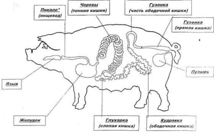 Tratamentul materiilor prime intestinale »- stadopedia