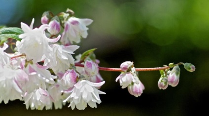 Decuparea acțiunii după înflorirea modului de tăiere a acțiunii