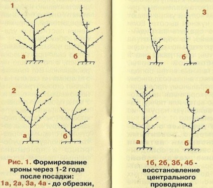 Tunderea copacilor tineri înainte de a intra în fructe - grădinile din Siberia