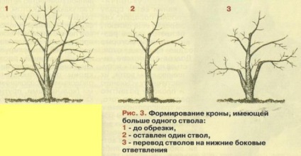 Tunderea copacilor tineri înainte de a intra în fructe - grădinile din Siberia